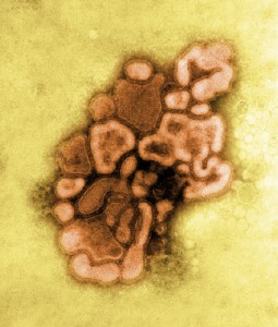 Varkensgriep-vaccinatie : de tweede ronde ?