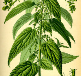 De Grote Brandnetel