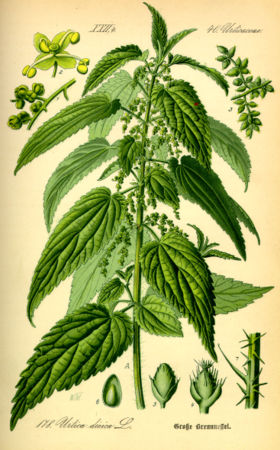 De Grote Brandnetel