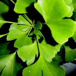 Ginkgo Biloba