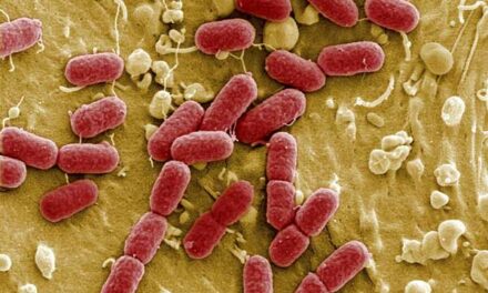 Oorzaak EHEC bacterie volgens Ongeordend