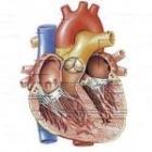 Cholesterolverhaal: Hartchirurg geeft fout toe
