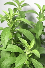 Stevia eindelijk goedgekeurd door de EU